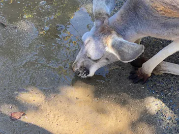 神戸どうぶつ王国に投稿された画像（2022/11/2）