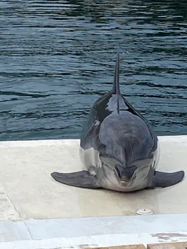 うみたま体験パーク 「つくみイルカ島」に投稿された画像（2022/11/2）
