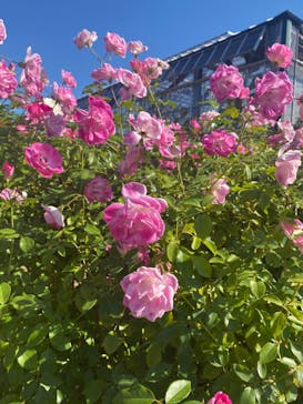 京成バラ園に投稿された画像（2022/11/2）