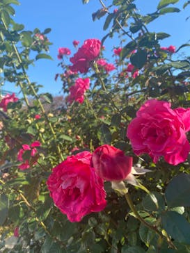 京成バラ園に投稿された画像（2022/11/2）