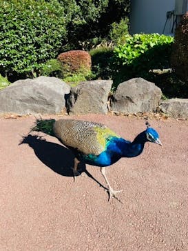 伊豆シャボテン動物公園に投稿された画像（2022/10/31）