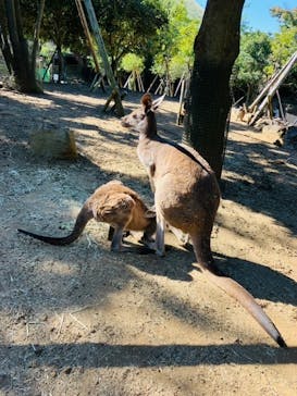 伊豆シャボテン動物公園に投稿された画像（2022/10/31）