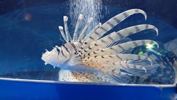 しながわ水族館に投稿された画像（2022/11/2）