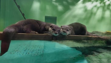 しながわ水族館に投稿された画像（2022/11/2）