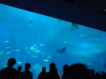 沖縄美ら海水族館に投稿された画像（2022/11/2）