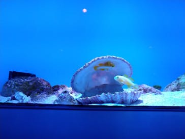 沖縄美ら海水族館に投稿された画像（2022/11/2）