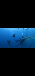沖縄ダイビングサービス あいる・ぷまんどぅに投稿された画像（2022/11/2）