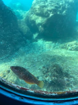 串本海中公園水族館に投稿された画像（2022/11/2）