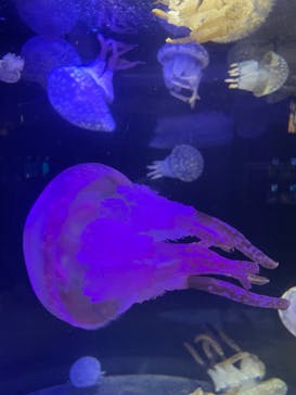 串本海中公園水族館に投稿された画像（2022/11/2）