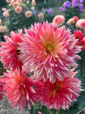 いばらきフラワーパークに投稿された画像（2022/11/2）