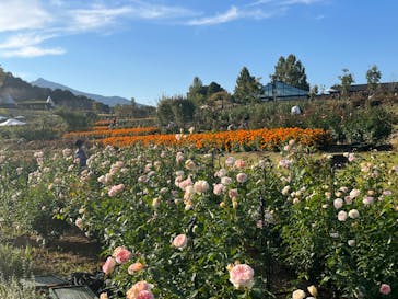 いばらきフラワーパークに投稿された画像（2022/11/2）