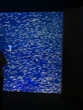 大分マリーンパレス水族館 「うみたまご」に投稿された画像（2022/11/2）