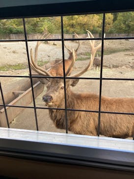 那須サファリパークに投稿された画像（2022/11/2）