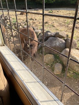 那須サファリパークに投稿された画像（2022/11/2）