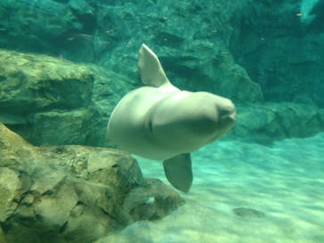 名古屋港水族館に投稿された画像（2022/11/3）