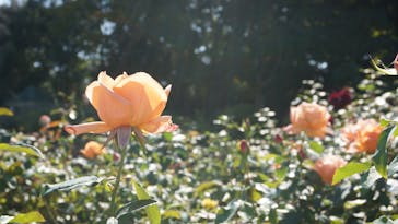 京成バラ園に投稿された画像（2022/11/3）