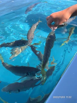 大分マリーンパレス水族館 「うみたまご」に投稿された画像（2022/11/3）