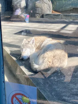 天王寺動物園に投稿された画像（2022/11/3）