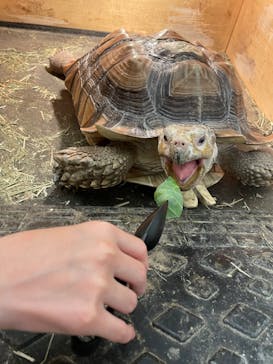 Moff アニマル カフェ イーアス 高尾店に投稿された画像（2022/11/3）