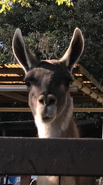 野外民族博物館 リトルワールドに投稿された画像（2022/11/3）