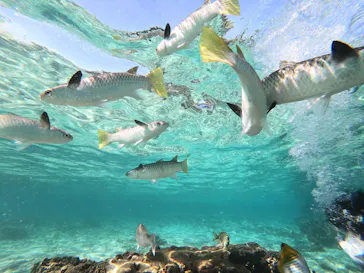 武藤潜水に投稿された画像（2022/11/3）