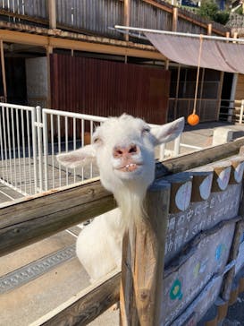 別府ケーブルラクテンチに投稿された画像（2022/11/3）