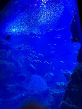 京都水族館に投稿された画像（2022/11/3）