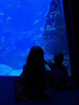 京都水族館に投稿された画像（2022/11/3）