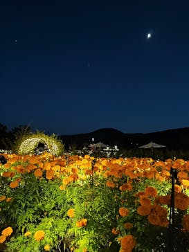 いばらきフラワーパークに投稿された画像（2022/11/3）