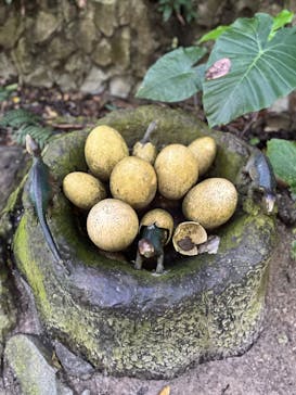 御菓子御殿　名護店　やんばる亜熱帯の森DINO恐竜PARKに投稿された画像（2022/11/3）