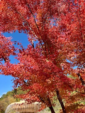 昇仙峡ロープウェイに投稿された画像（2022/11/3）