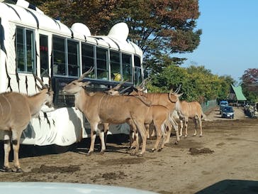 群馬サファリパークに投稿された画像（2022/11/3）