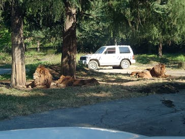 群馬サファリパークに投稿された画像（2022/11/3）