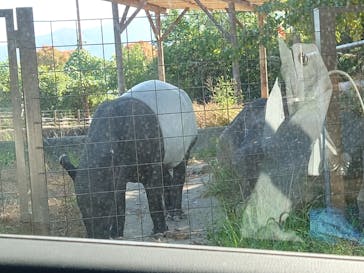 群馬サファリパークに投稿された画像（2022/11/3）