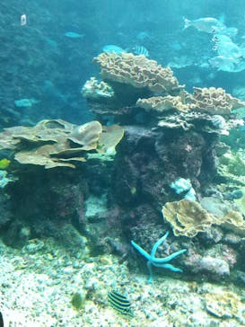 串本海中公園水族館に投稿された画像（2022/11/3）