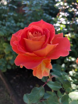 河口湖 音楽と森の美術館に投稿された画像（2022/11/3）