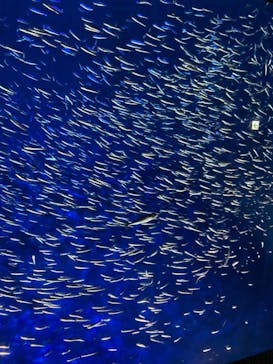 大分マリーンパレス水族館 「うみたまご」に投稿された画像（2022/11/3）