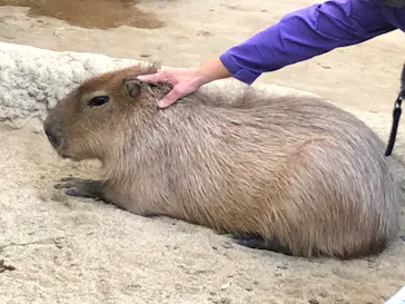 神戸どうぶつ王国に投稿された画像（2022/11/3）