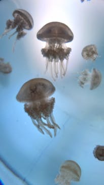 サンシャイン水族館に投稿された画像（2022/11/3）