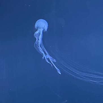 サンシャイン水族館に投稿された画像（2022/11/3）