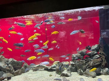 カワスイ 川崎⽔族館に投稿された画像（2022/11/3）