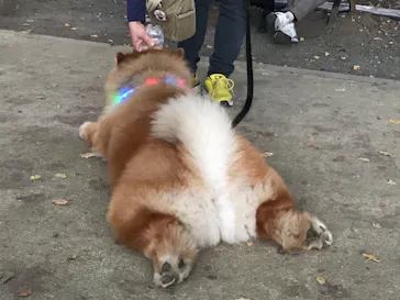 国営昭和記念公園 秋の夜散歩に投稿された画像（2022/11/3）