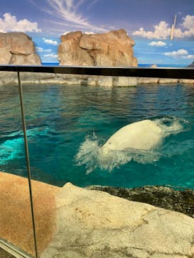 名古屋港水族館に投稿された画像（2022/11/3）