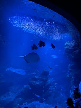 京都鉄道博物館×京都水族館に投稿された画像（2022/11/3）