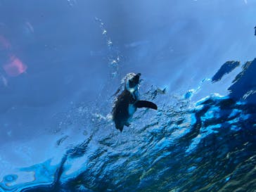 サンシャイン水族館に投稿された画像（2022/11/3）