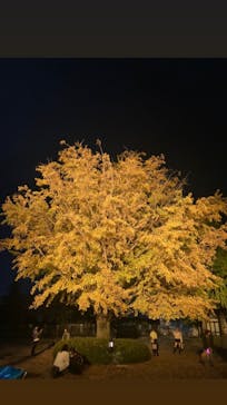 国営昭和記念公園 秋の夜散歩に投稿された画像（2022/11/3）