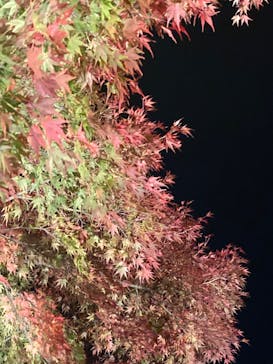 国営昭和記念公園 秋の夜散歩に投稿された画像（2022/11/3）