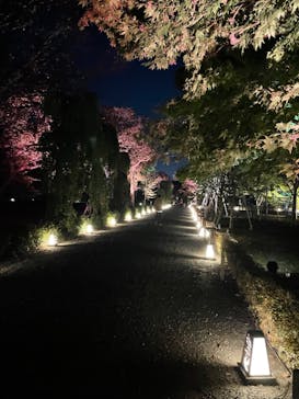 NAKED FLOWERS 2022 秋 世界遺産・二条城に投稿された画像（2022/11/3）