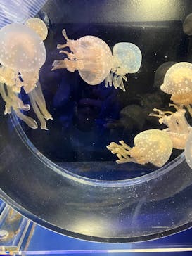 京都水族館に投稿された画像（2022/11/3）