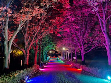 国営昭和記念公園 秋の夜散歩に投稿された画像（2022/11/3）